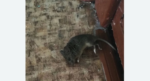 Дезинфекция от мышей в Кореновске